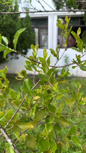 Taxillus chinensis observed 2026-09-29