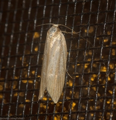 Prionopterina grammatistis