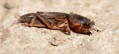 Gryllotalpa africana