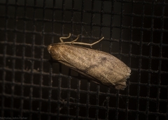 Lambula pleuroptycha