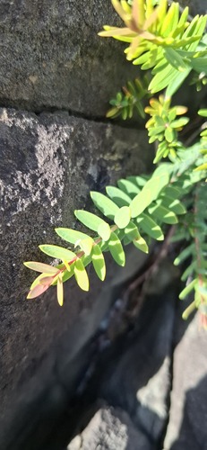 Melaleuca howeana observed 2026-09-22