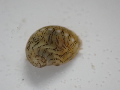 Smaragdia souverbiana observed 2026-09-26