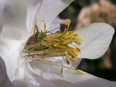 Closterotomus