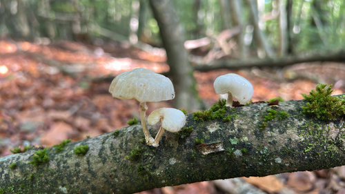 porcelain mushroom