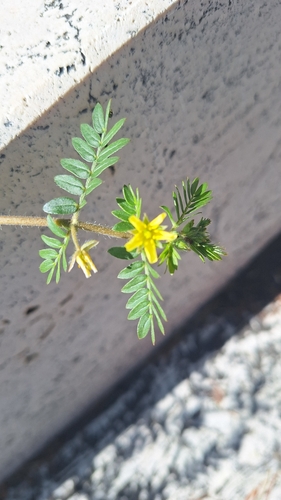 puncture vine