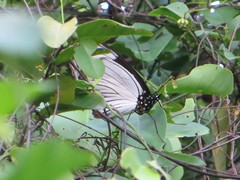 Hypolimnas anthedon wahlbergi