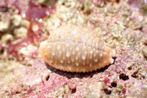 Cypraea nucleus observed 2026-09-10