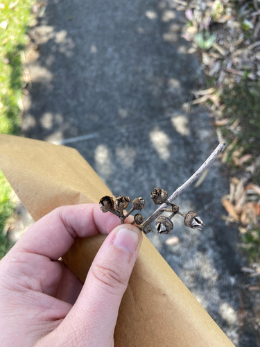 Eucalyptus resinifera observed 2026-09-25