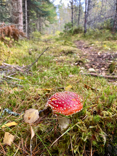 Fly Agaric