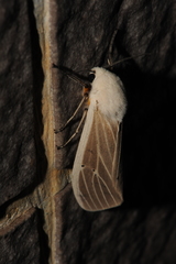 Creatonotos transiens vacillans