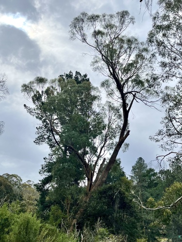 Eucalyptus amygdalina observed 2026-09-29
