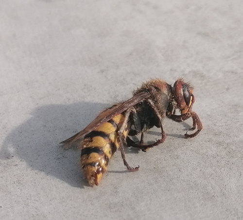 European Hornet