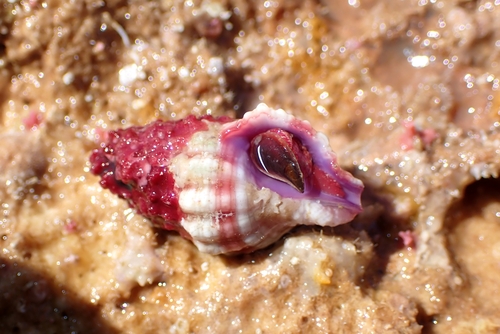 Peristernia nassatula observed 2026-09-10