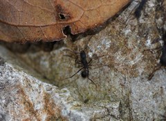 Eciton burchellii parvispinum