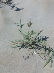 Cakile maritima