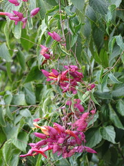 Dolichandra cynanchoides