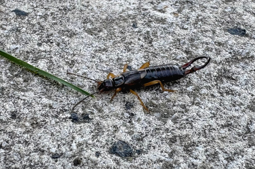 European Earwig