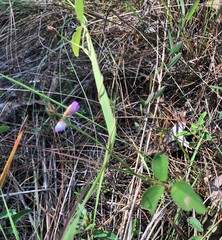 Galactia floridana