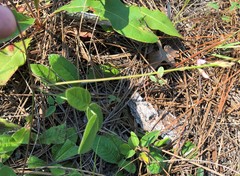 Galactia floridana