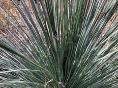 Xanthorrhoea glauca