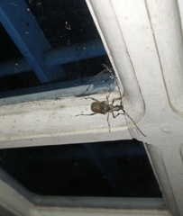 Capnolymma cingalensis