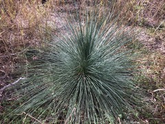 Xanthorrhoea glauca