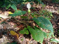 Caladium