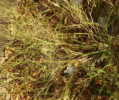 Eragrostis cylindriflora
