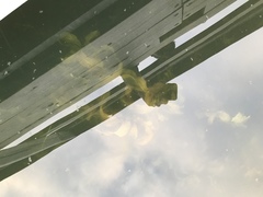 Potamogeton richardsonii