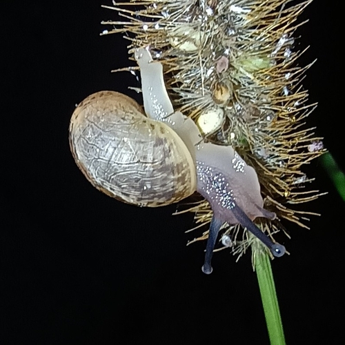 Garden Snail