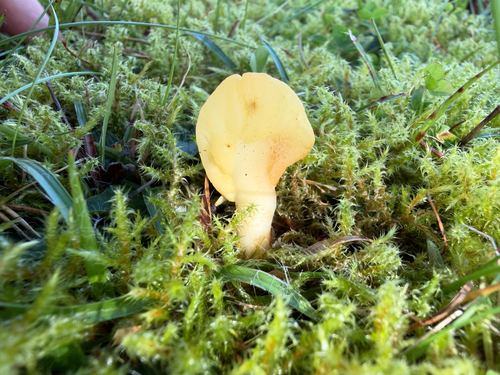 Yellow Fan