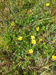 Potentilla erecta