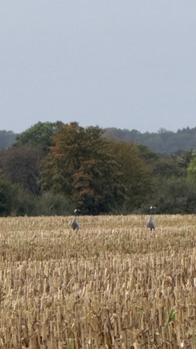 Common Crane