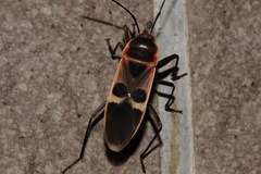 Physopelta gutta gutta