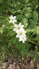 Anemonoides nemorosa