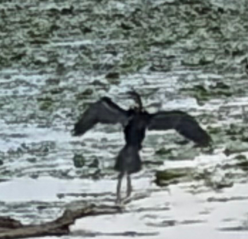 Oriental Darter