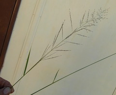 Eragrostis cylindriflora