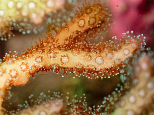 Pocillopora acuta observed 2026-09-05