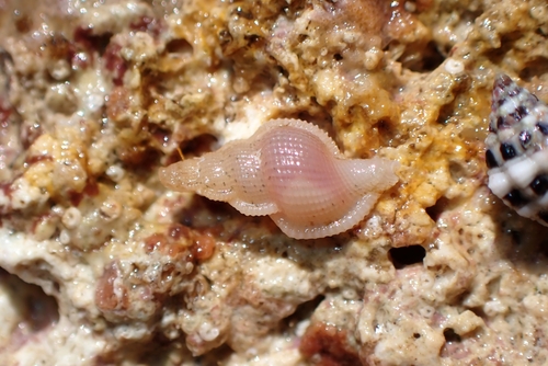 Phyllocoma convoluta observed 2026-09-10