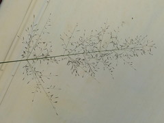 Eragrostis cylindriflora