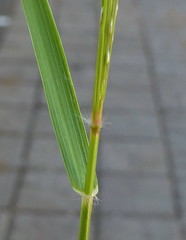 Eragrostis cylindriflora