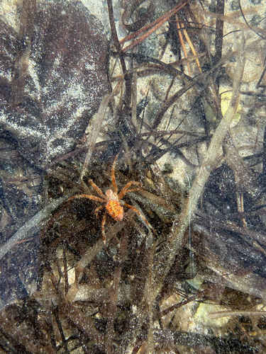 Cross Orbweaver