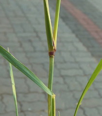 Eragrostis cylindriflora