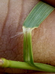 Eragrostis cylindriflora