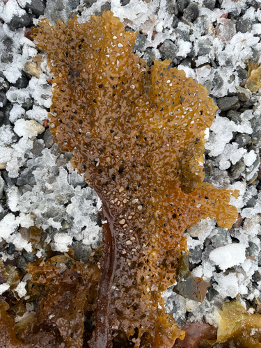 Agarum clathratum observed 2026-09-26