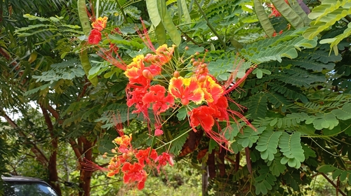 peacock flower