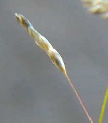 Eragrostis cylindriflora