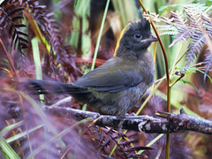 Eastern Whipbird photo 5