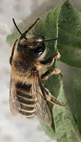 Banded Mud Bee