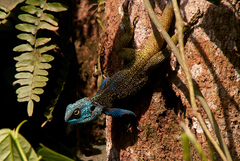 Acanthocercus atricollis